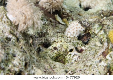 Kestane Blenny