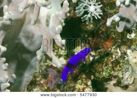 Orchidej Dottyback