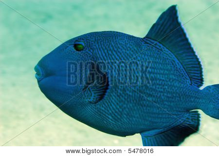 Blue Triggerfish