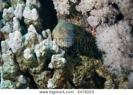Yellowmargin Moray