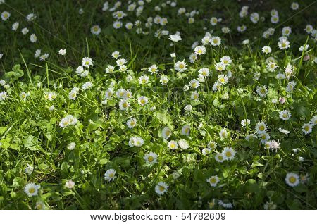 Sunny Daisies