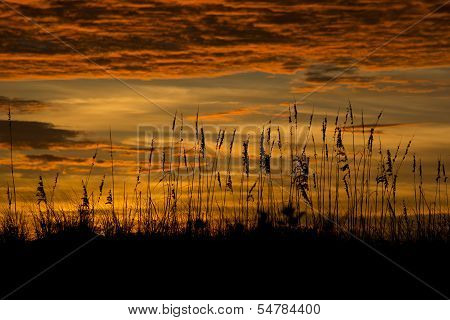 Florida beach grass sunset