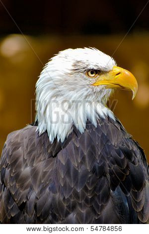 Bald eagle