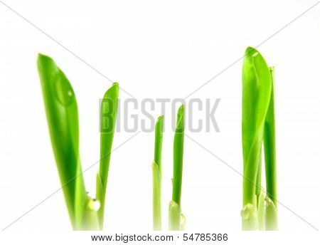maize