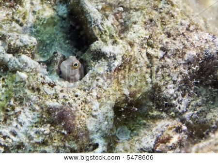 Bluebelly Blenny