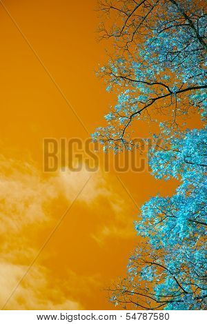 Stunning Unusual False Color Tree And Sky Landscape