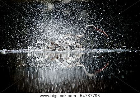 Ibis splash