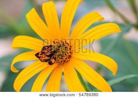 Bibasis sena on Jerusalem artichoke flower