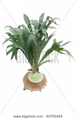 Staghorn Fern in pot Isolated On White Background