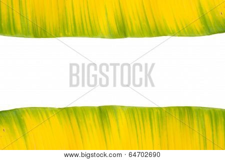 Yellow and green banana leaf  isolated on white background