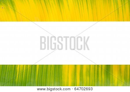 Yellow and green banana leaf  isolated on white background