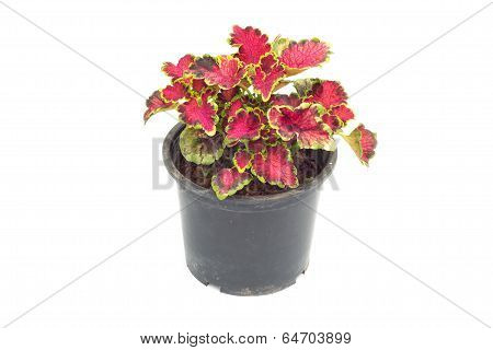 Coleus in flower pot isolated on white background