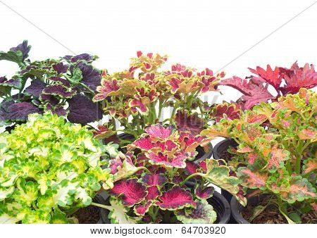 Coleus isolated on white background