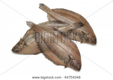 Fresh raw megrim fish on white background