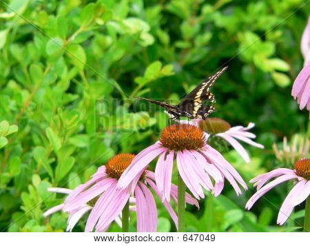 Motyl