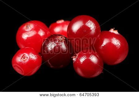 Cranberry On Black Background
