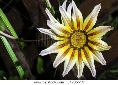 Red,white And Yellow Flower