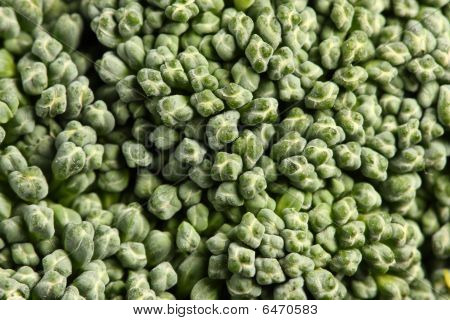 Broccolo, close-up