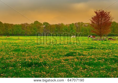 Cows And Horses
