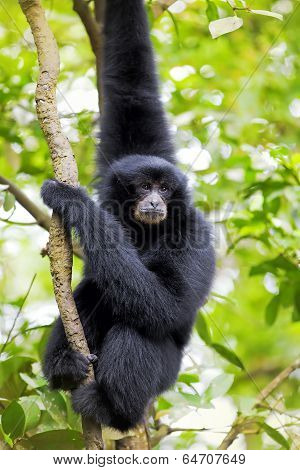 Siamang Gibbon