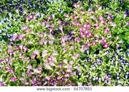 Torenia Wishbone flower
