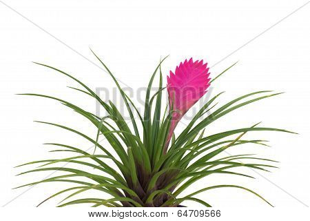 tillandsia flower