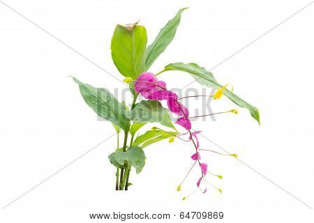 globba winiti ginger isolated on white background