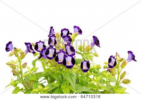 Torenia flower  isolated on white background