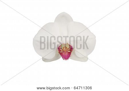 White phalaenopsis orchid isolated on white background