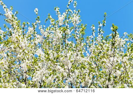 White Blossoming Cherry Tree Crown And Blue Sky