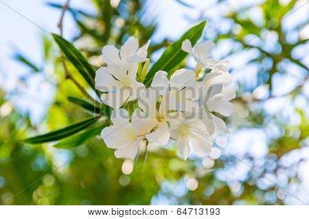 White Flower In Kavros Village, Crete, Greece