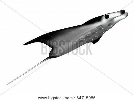 Manta Ray