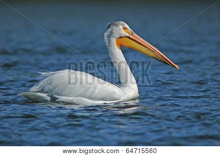 White Pelican (pelecanus Erythrorhynchos)