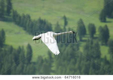 Trumpeter Swan (cygnus Buccinator) Flying
