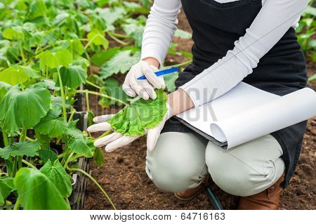 Female gardener checking plants