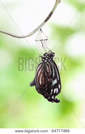 Butterfly Change Form Chrysalis