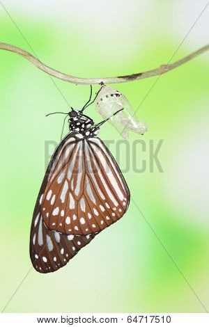 Butterfly Change Form Chrysalis
