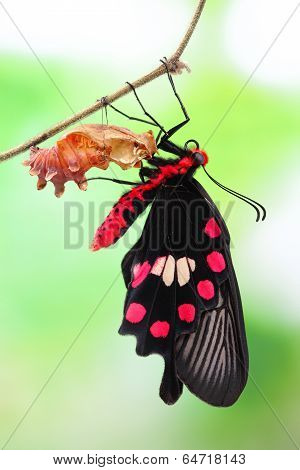 Butterfly Change Form Chrysalis