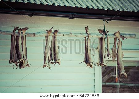 Dried Fish Hanging On A Rorbu In The Lofoten