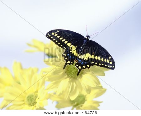 Papilio polyxenes