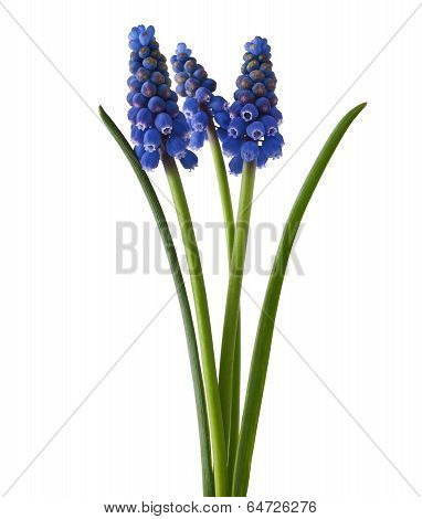 muscari