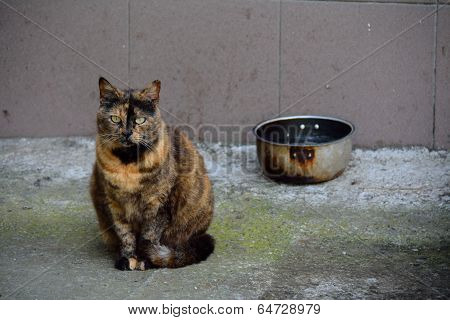 A Hungry Cat