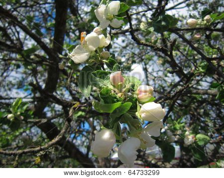 Branch