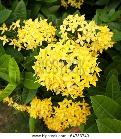 Yellow Spike Flower