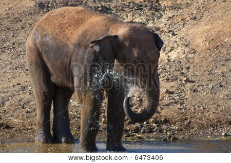 Hindoe olifant
