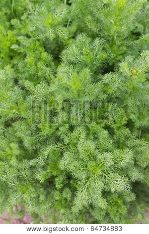 Many thin branches of growing chamomile ( Matricaria chamomilla) plant