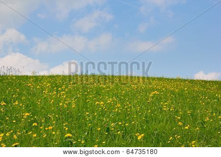 Field With Spring Flowers And Sky
