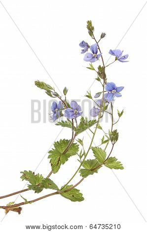 Speedwell