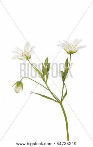 Greater Stichwort
