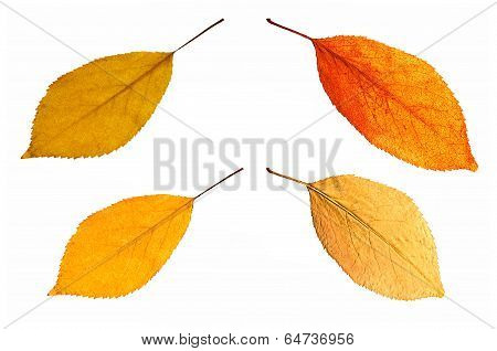 Leafes